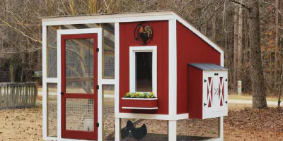 /img/54193-chicken-coop-maintenance.webp