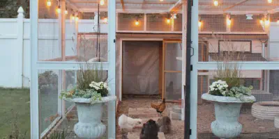 /img/54211-chicken-coop-design-maintenance.webp