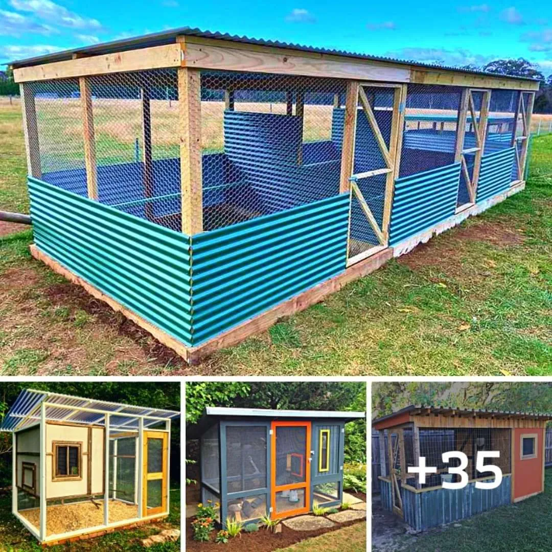 54225 chicken coop building process