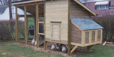 /img/54229-finished-chicken-coop.webp