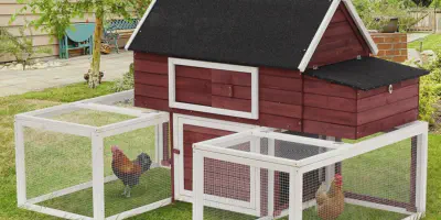 /img/54235-choosing-chicken-coop.webp