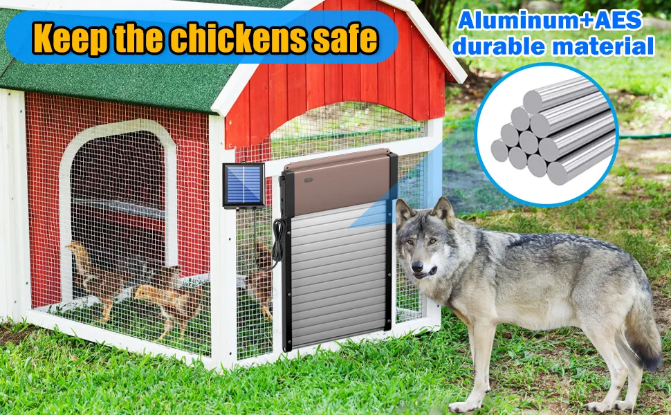 /img/54238-chicken-coop-door-placement.webp