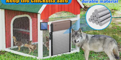 /img/54238-chicken-coop-door-placement.webp