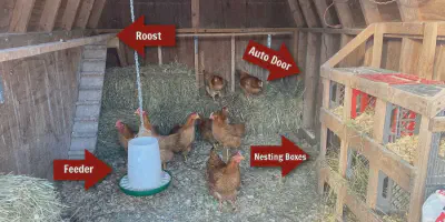 /img/54239-chicken-coop-cleaning.webp