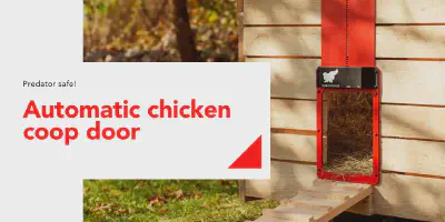 /img/54240-automatic-chicken-coop-door-safety-features.webp