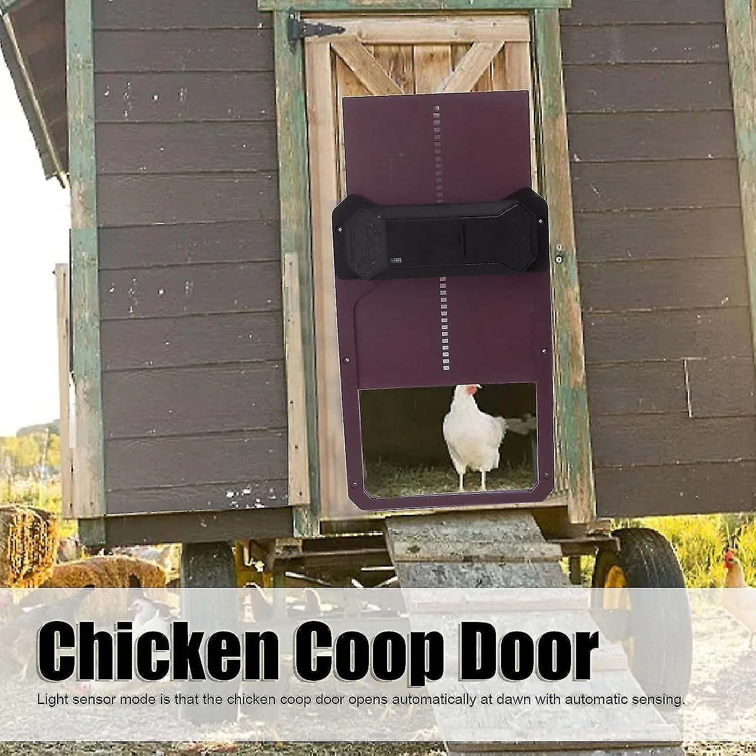 54244 chicken coop door convenience
