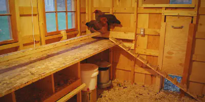 /img/54250-chicken-nesting-boxes.webp