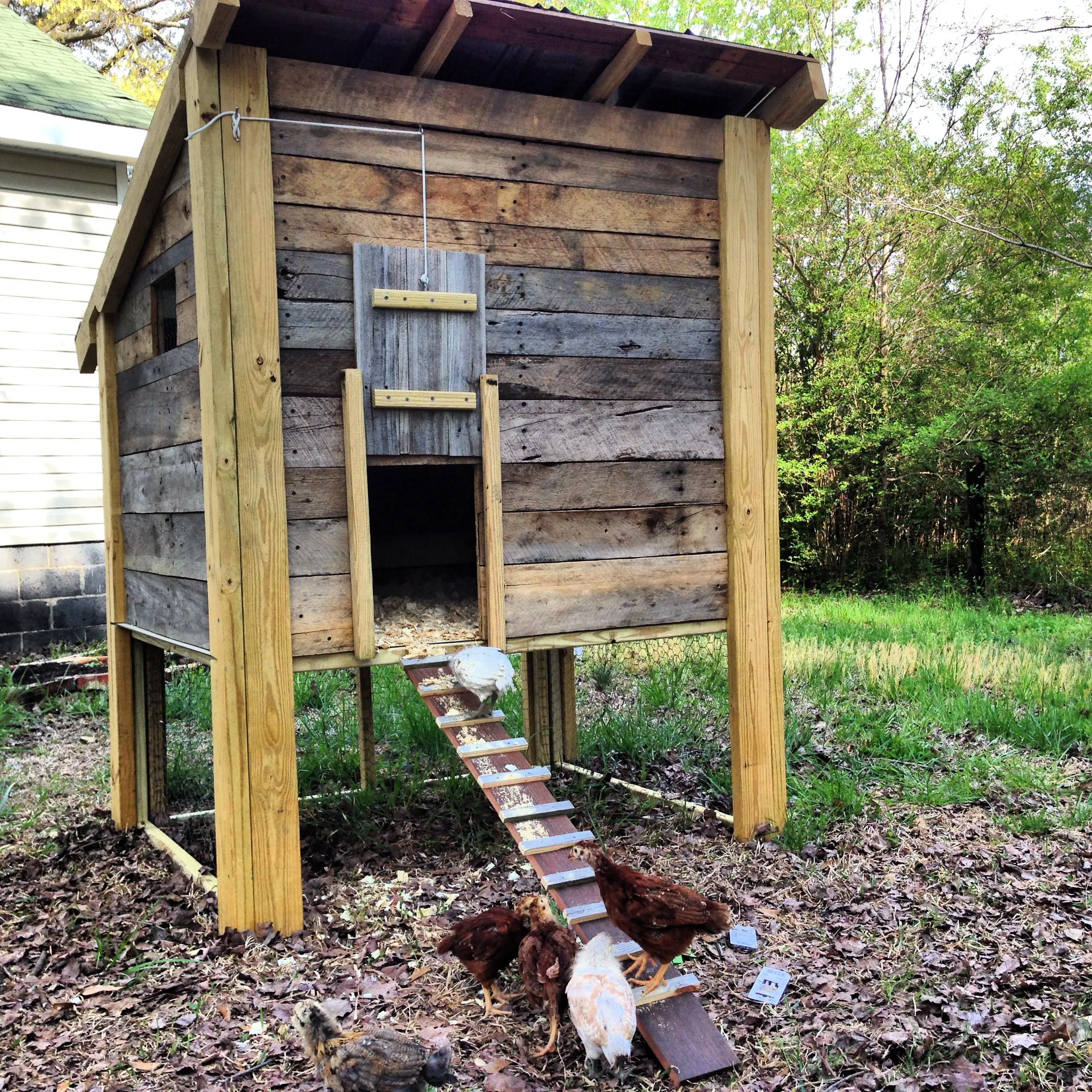 54253 elevated chicken coop