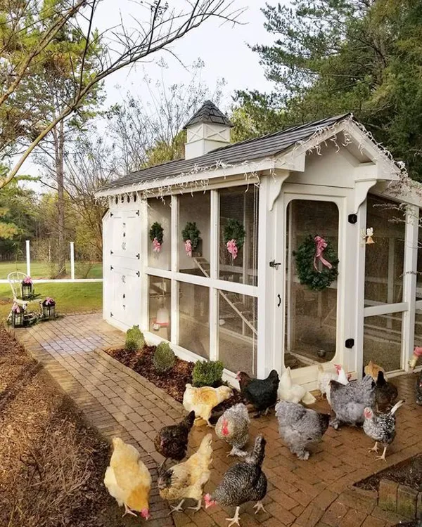 54255 backyard chicken coop planning