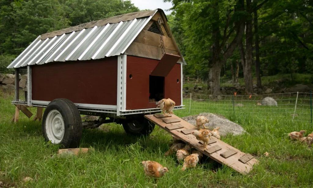 54258 mobile chicken coop access