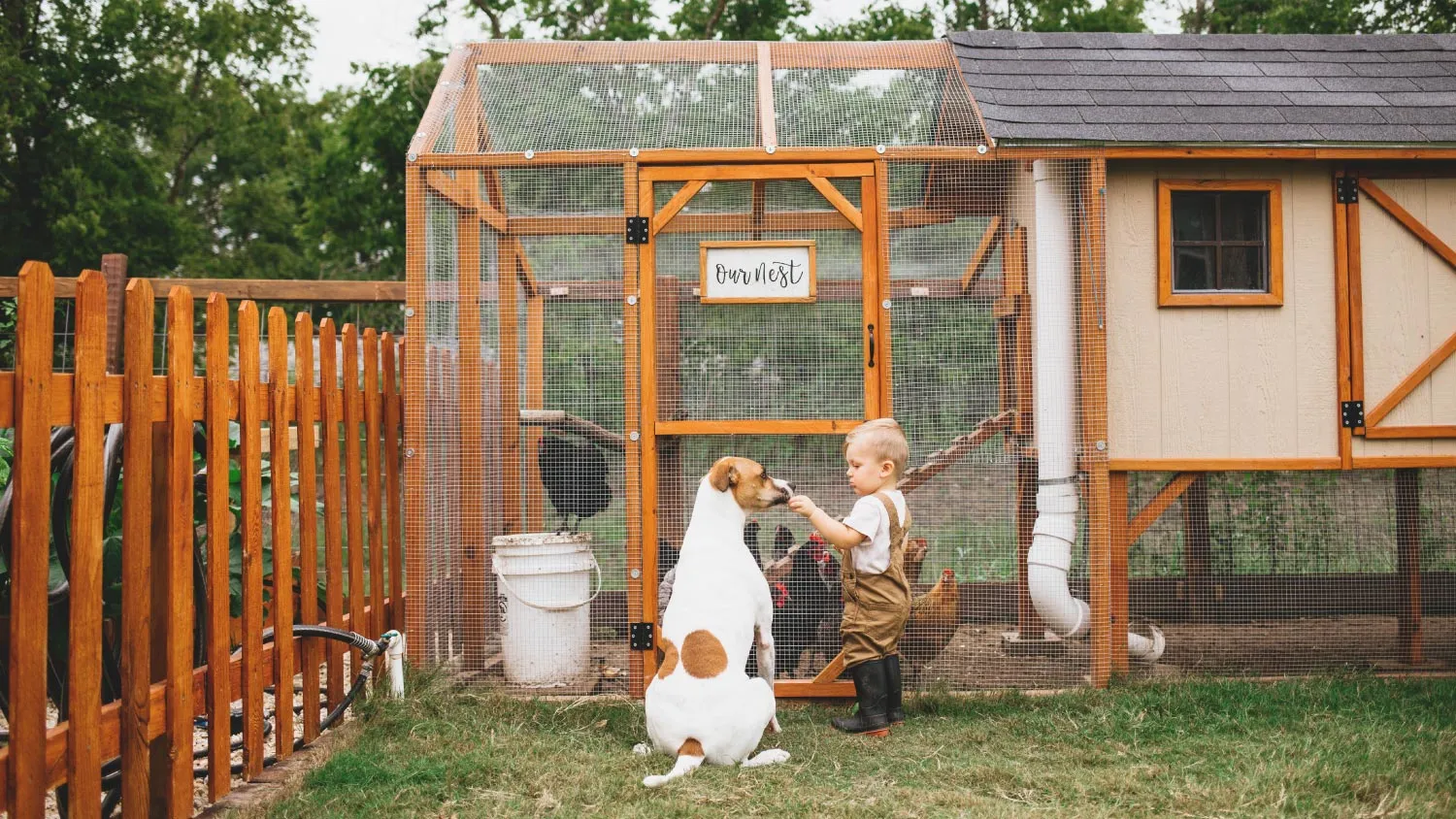 54261 chicken coop maintenance