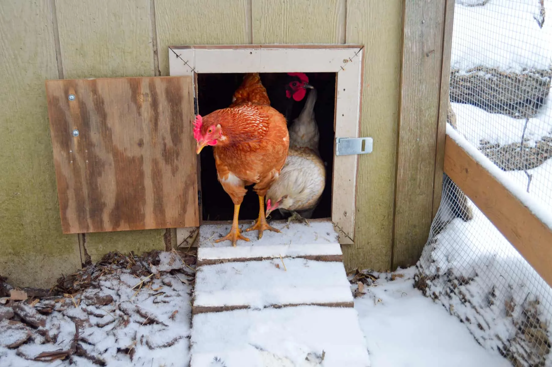 54265 automatic chicken coop door