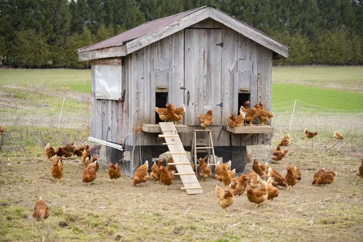 54266 planning chicken coop