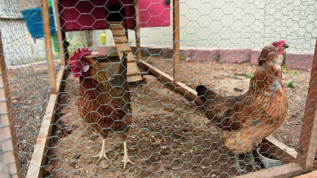 54268 chicken coop size guide
