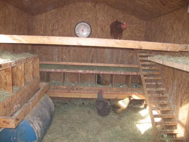 54281 heated chicken coop location