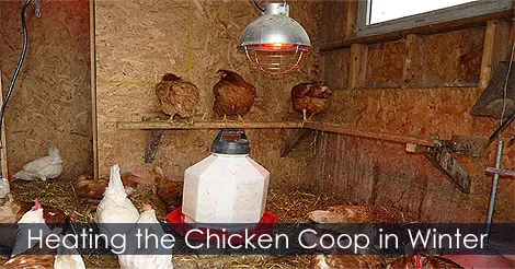 54282 chicken coop ventilation