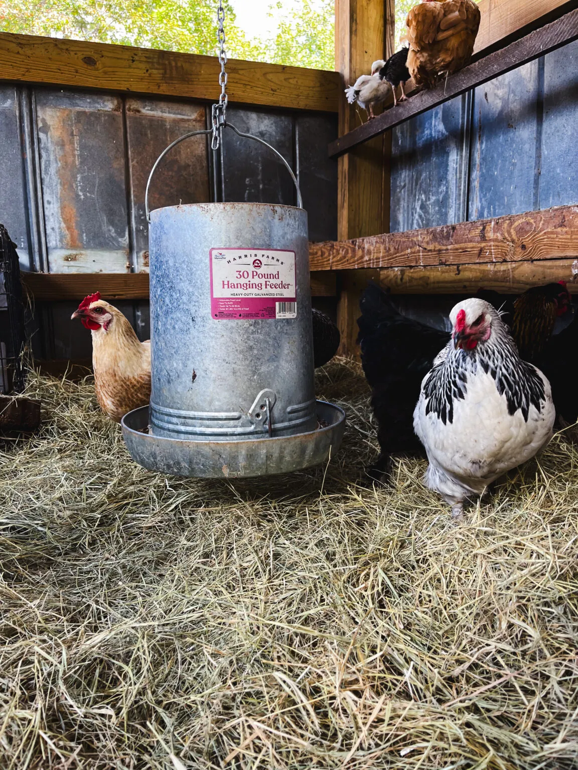 54287 heat lamp coop