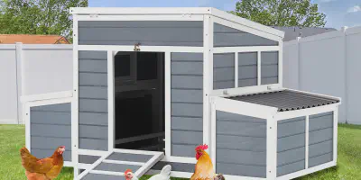 /img/54302-chicken-coop-cleaning.webp