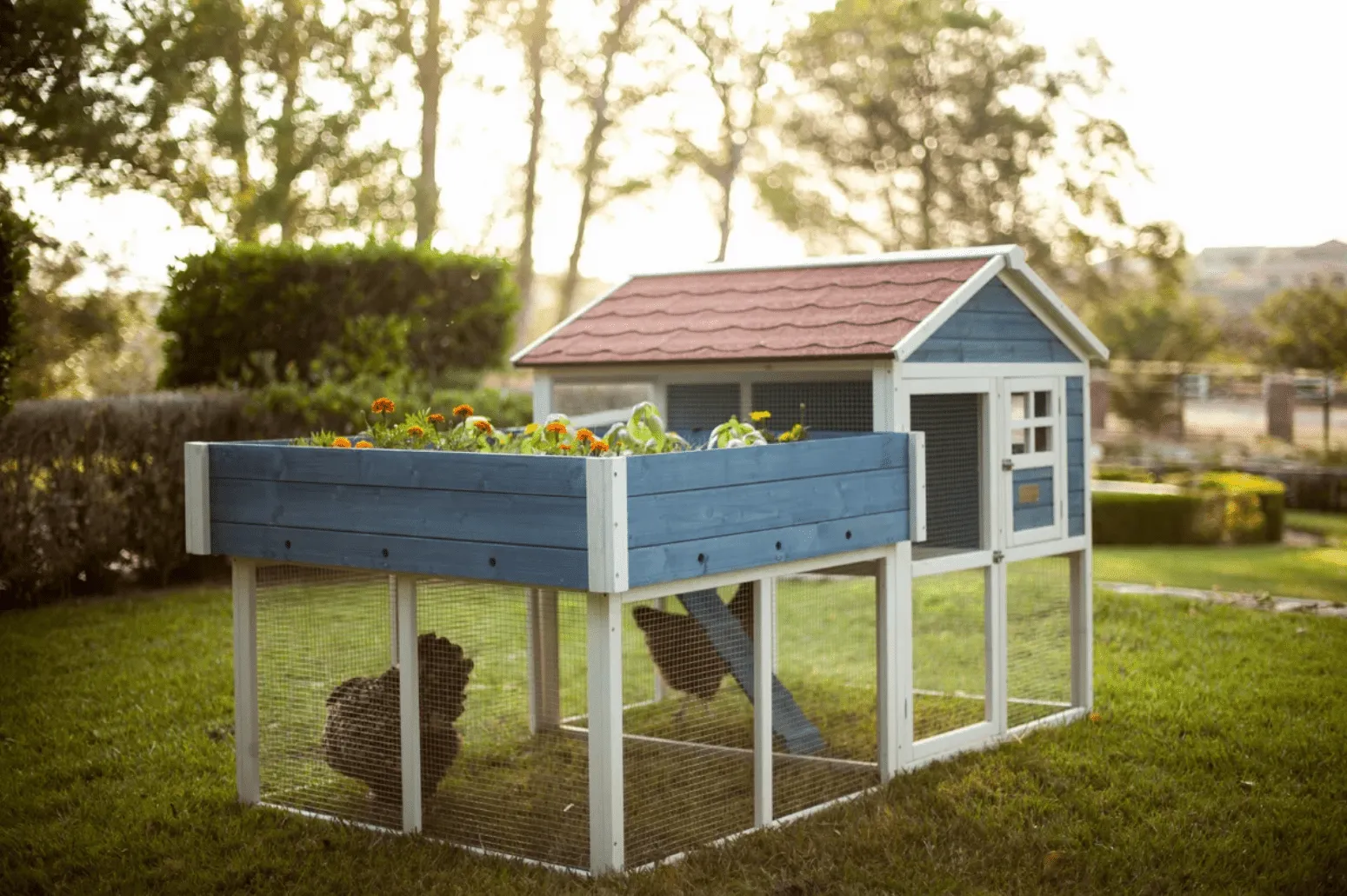 54303 chicken coop size