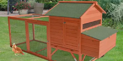 /img/54306-chicken-coop-maintenance.webp