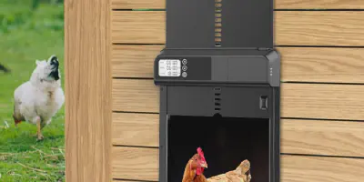 /img/54321-automatic-door-chicken-coop-maintenance.webp