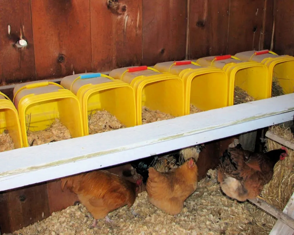 54352 chicken breed size nesting box