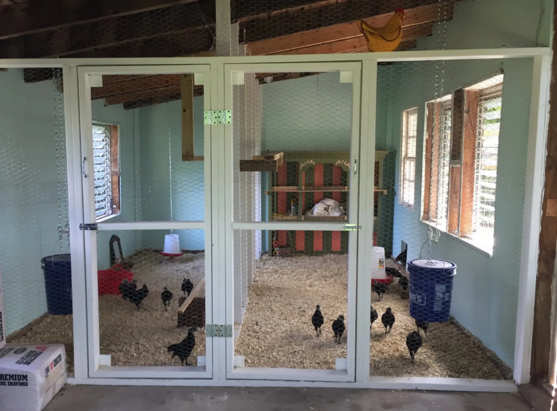 54358 chicken coop from shed assessment