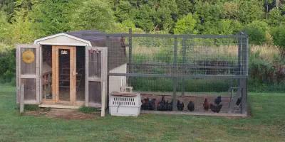 /img/54358-chicken-coop-from-shed-cleaning.webp