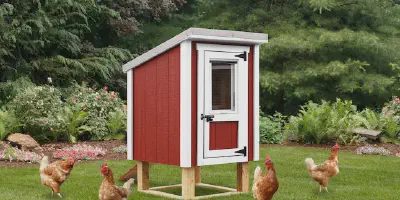 /img/54363-chicken-coop-maintenance.webp