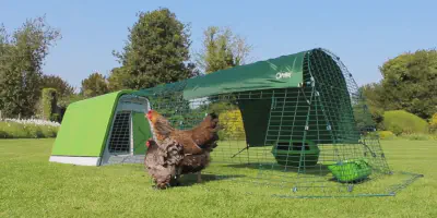 /img/54365-cleaning-chicken-coop.webp