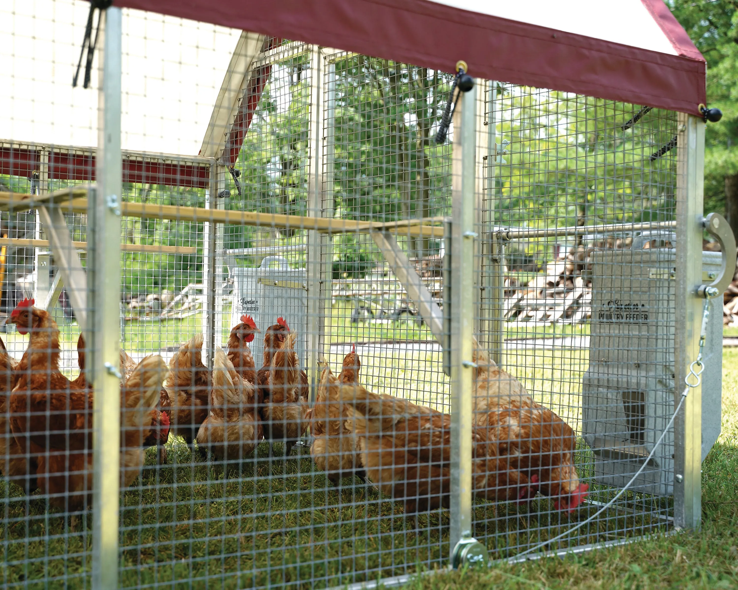 54381 chicken coop predator proof