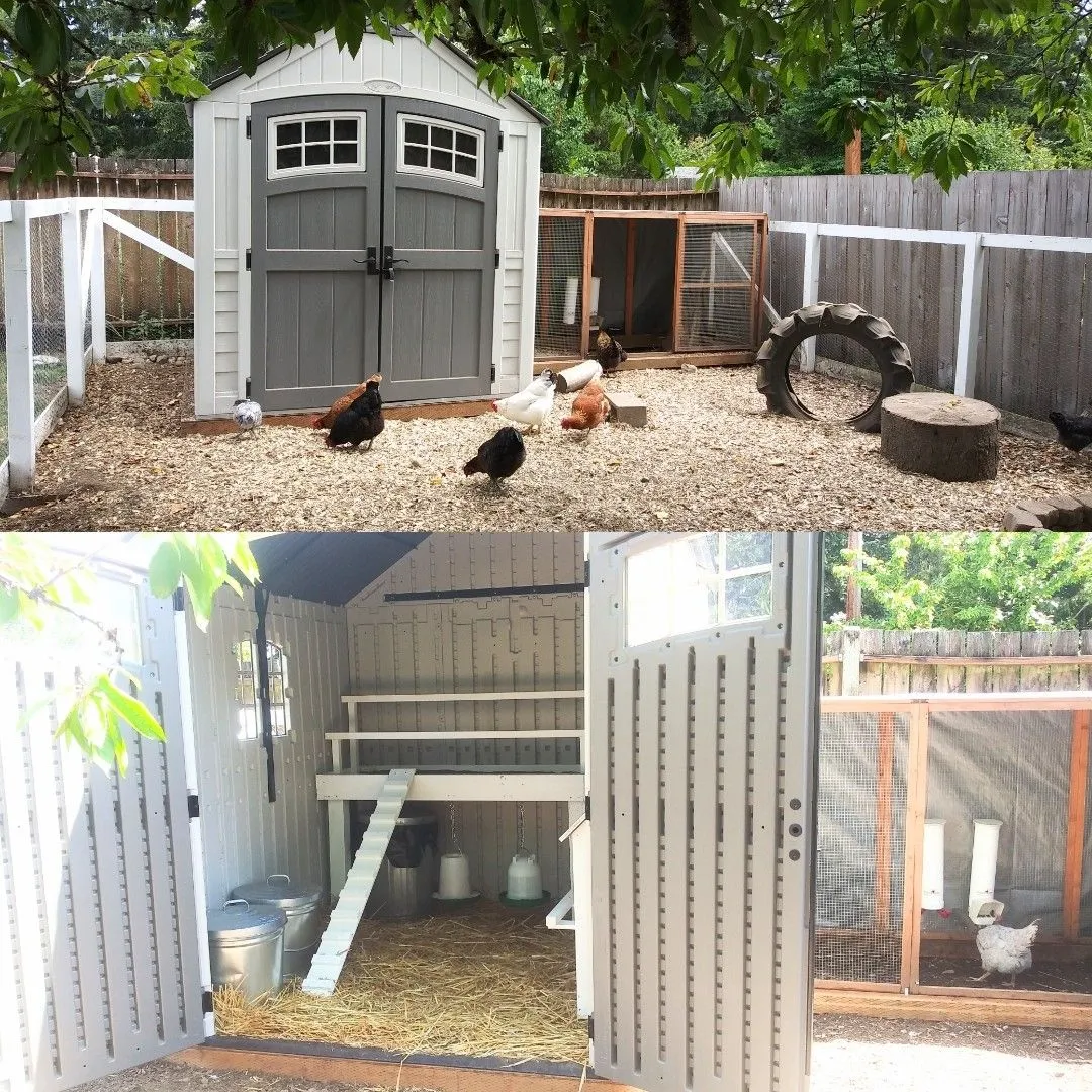 /img/54383-chicken-coop-feeding-watering.webp