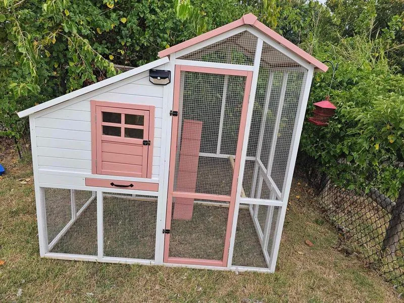 54386 backyard chicken coop