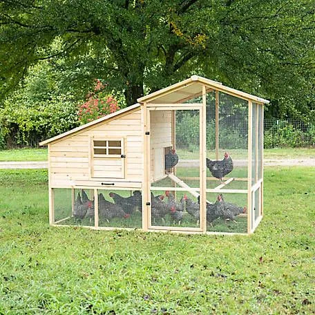 54386 clean chicken coop