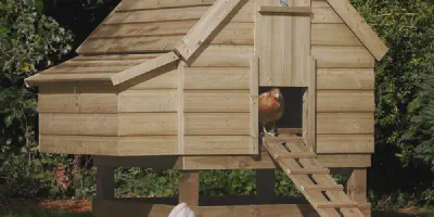 /img/54394-big-chicken-coop-design-8.webp