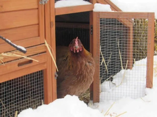 54396 chicken coop heater