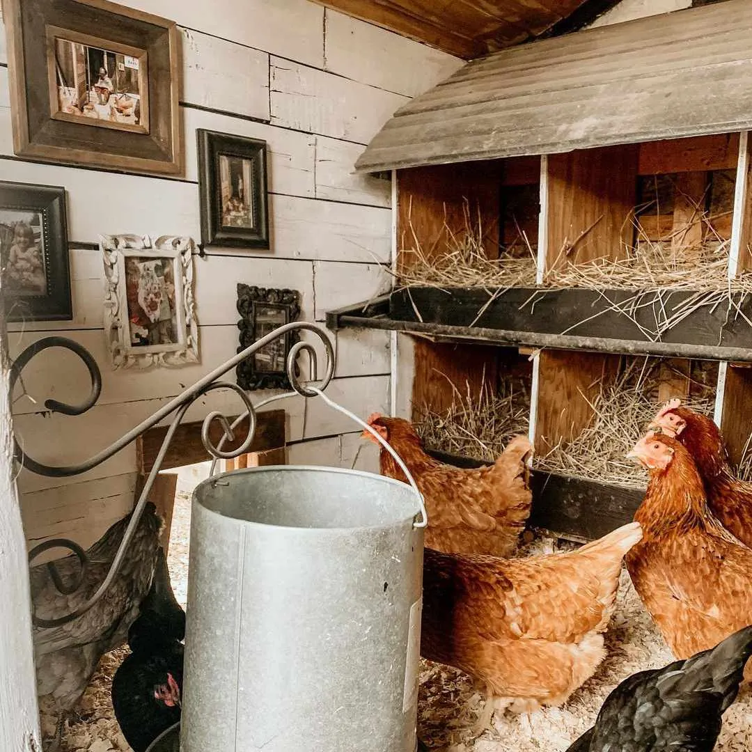 54398 cottage style chicken coop