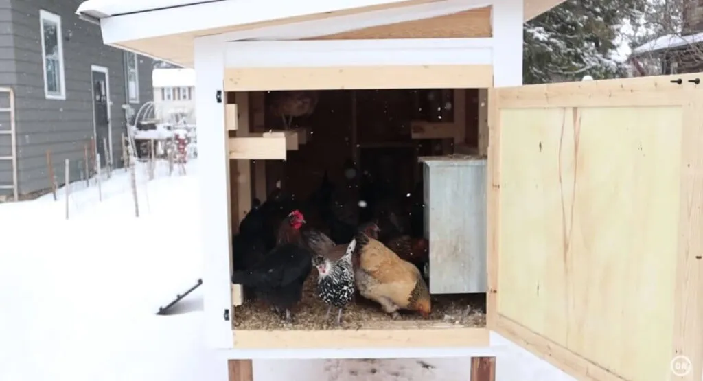 /img/54407-monitoring-chicken-coop-insulation.webp