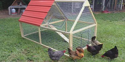 /img/54421-chicken-coop-maintenance.webp