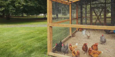 /img/54426-inspecting-chicken-coop.webp