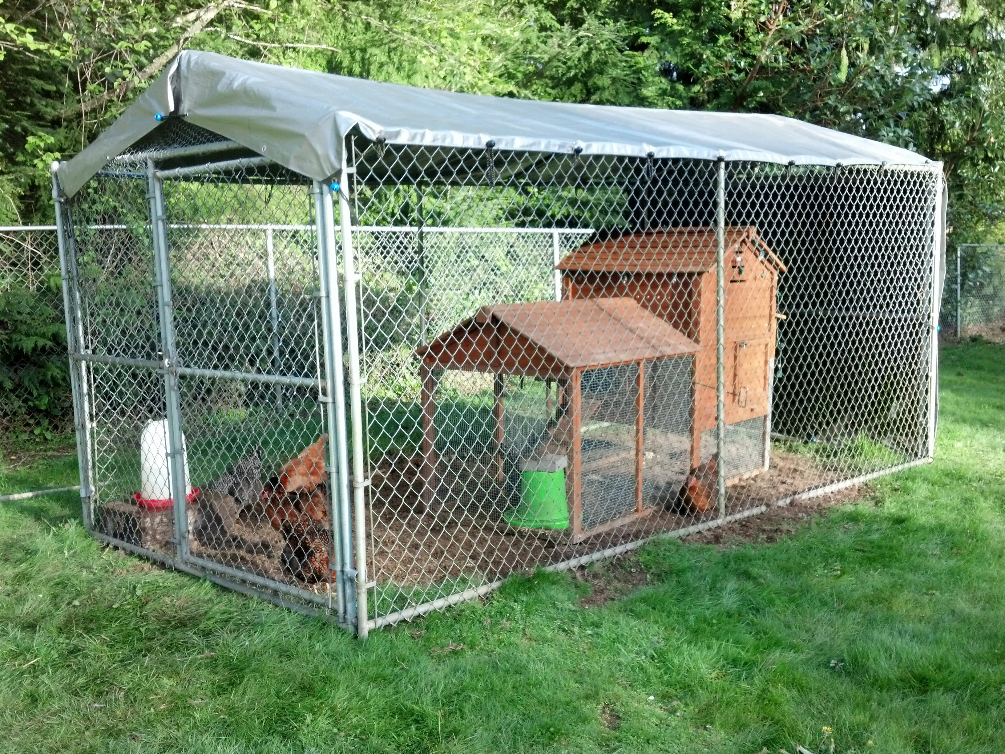 54427 chicken coop wire types