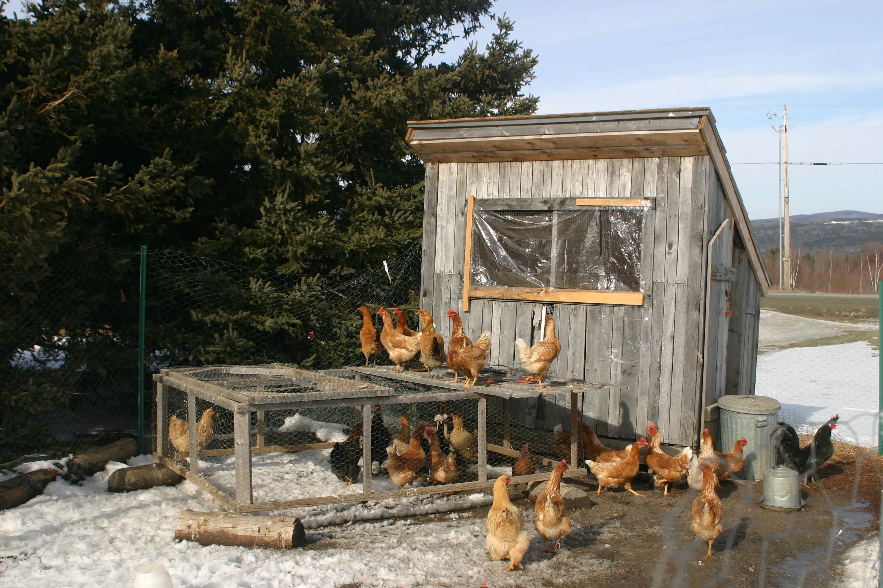 54431 chicken coop heat