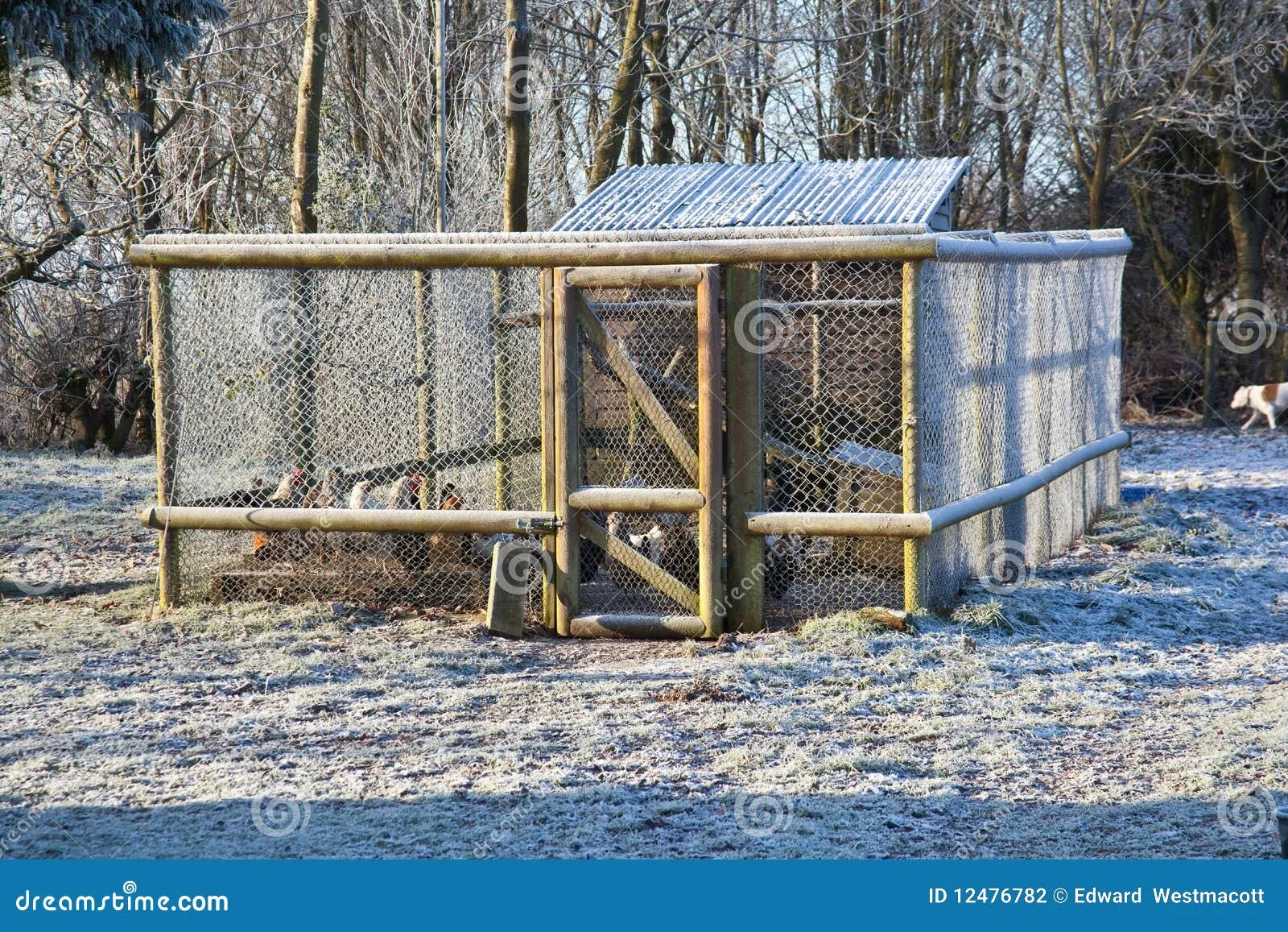54431 chicken coop winter