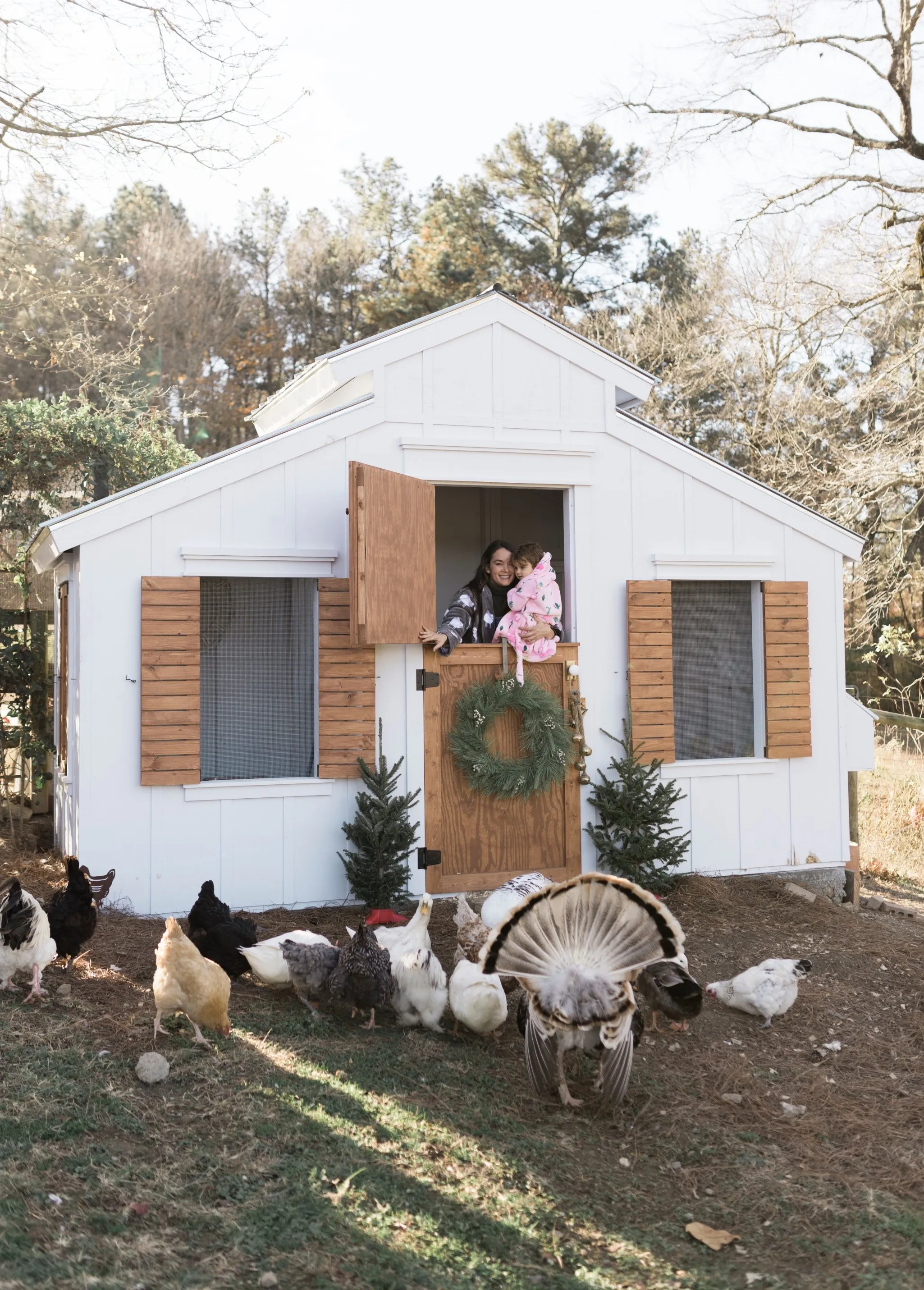 54439 winter chicken feeding