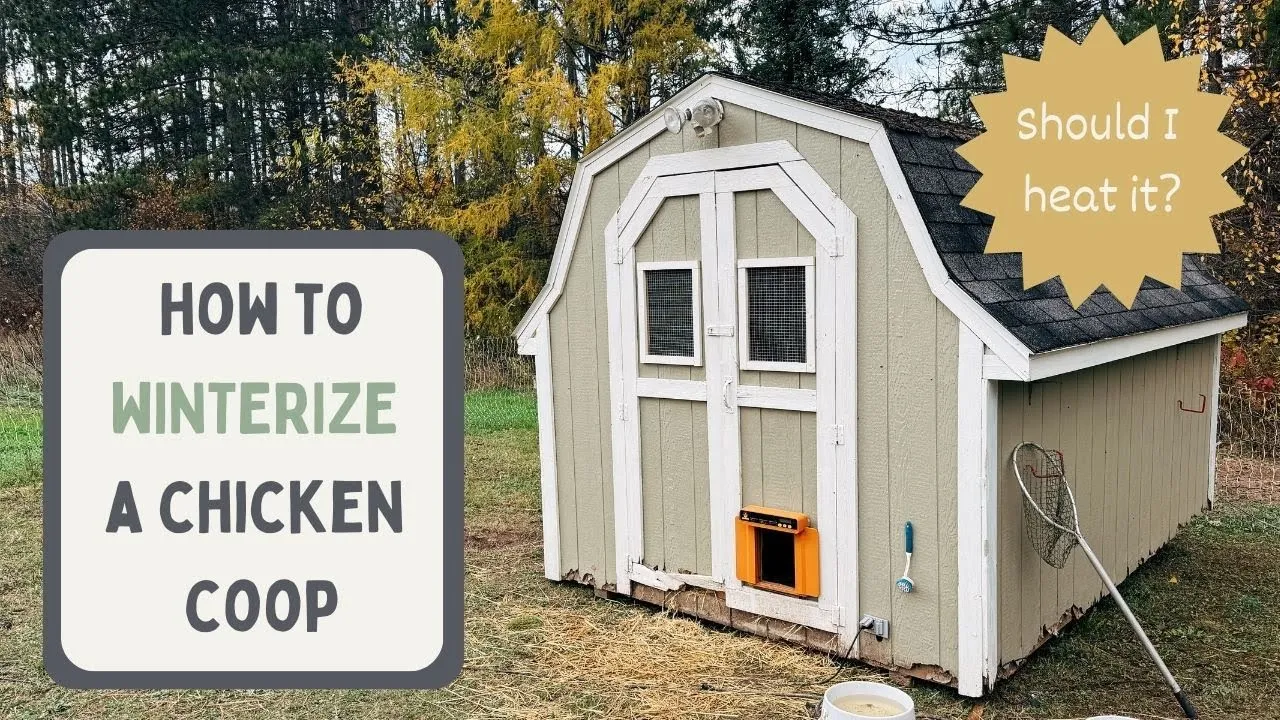 54440 winter chicken feeding