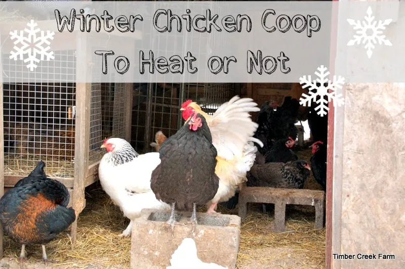 /img/54441-winter-chicken-feeding.webp