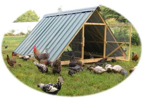54444 rustic chicken coop