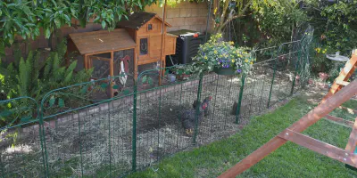 /img/54445-cleaning-chicken-coop.webp