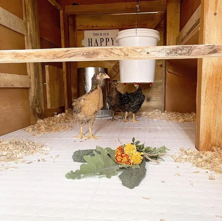 54447 plastic chicken coop flooring
