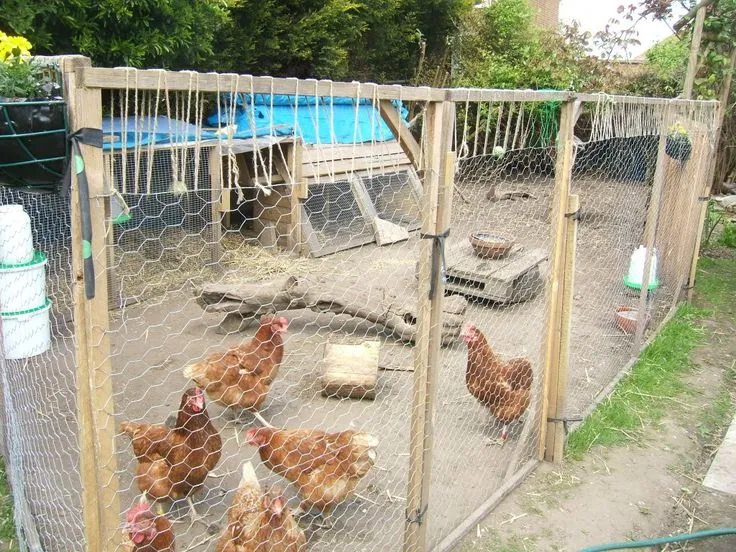 /img/54452-chicken-coop-fence-maintenance.webp
